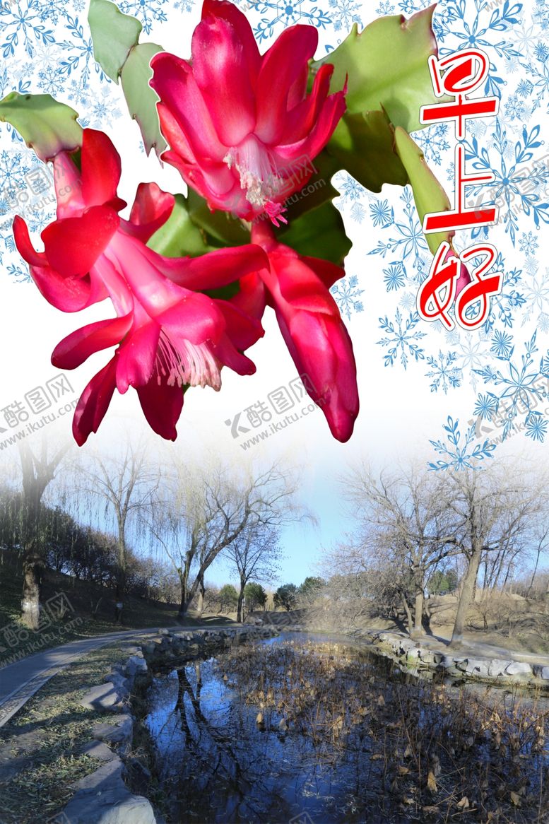 编号：77193010060507545471【酷图网】源文件下载-蟹爪莲