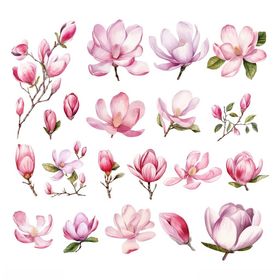 水彩粉色玉兰花插画素材