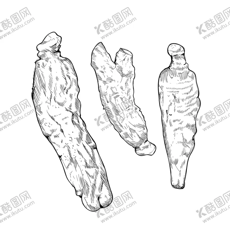 编号：73472211260812254252【酷图网】源文件下载-人参