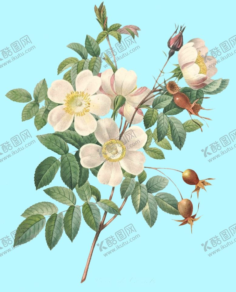 编号：36469310010927204121【酷图网】源文件下载-手绘花