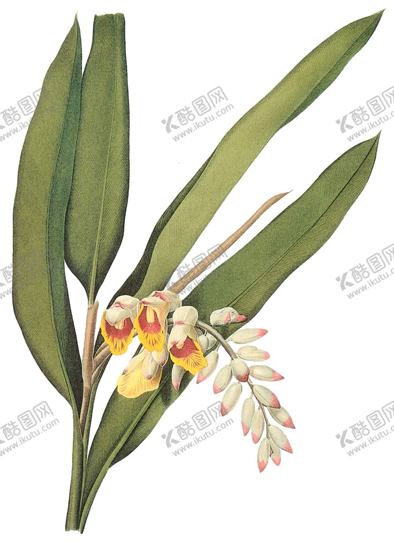 编号：41618707012043442177【酷图网】源文件下载-植物花卉油画装饰画