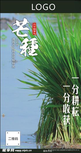 芒种