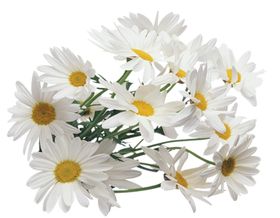 洋甘菊