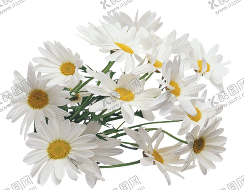 编号：68485409110732474728【酷图网】源文件下载-洋甘菊