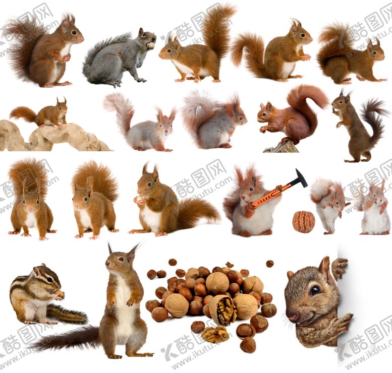 编号：96894209210105452184【酷图网】源文件下载-松鼠野生动物免抠素材