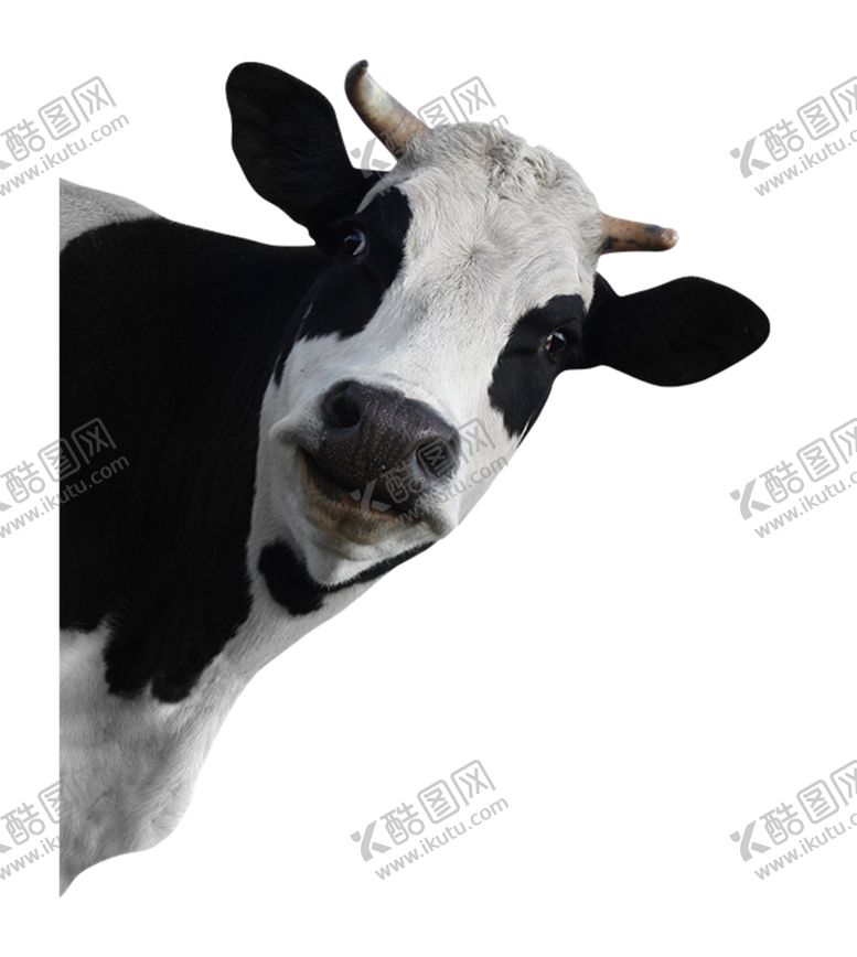 编号：67771107071111538914【酷图网】源文件下载-奶牛