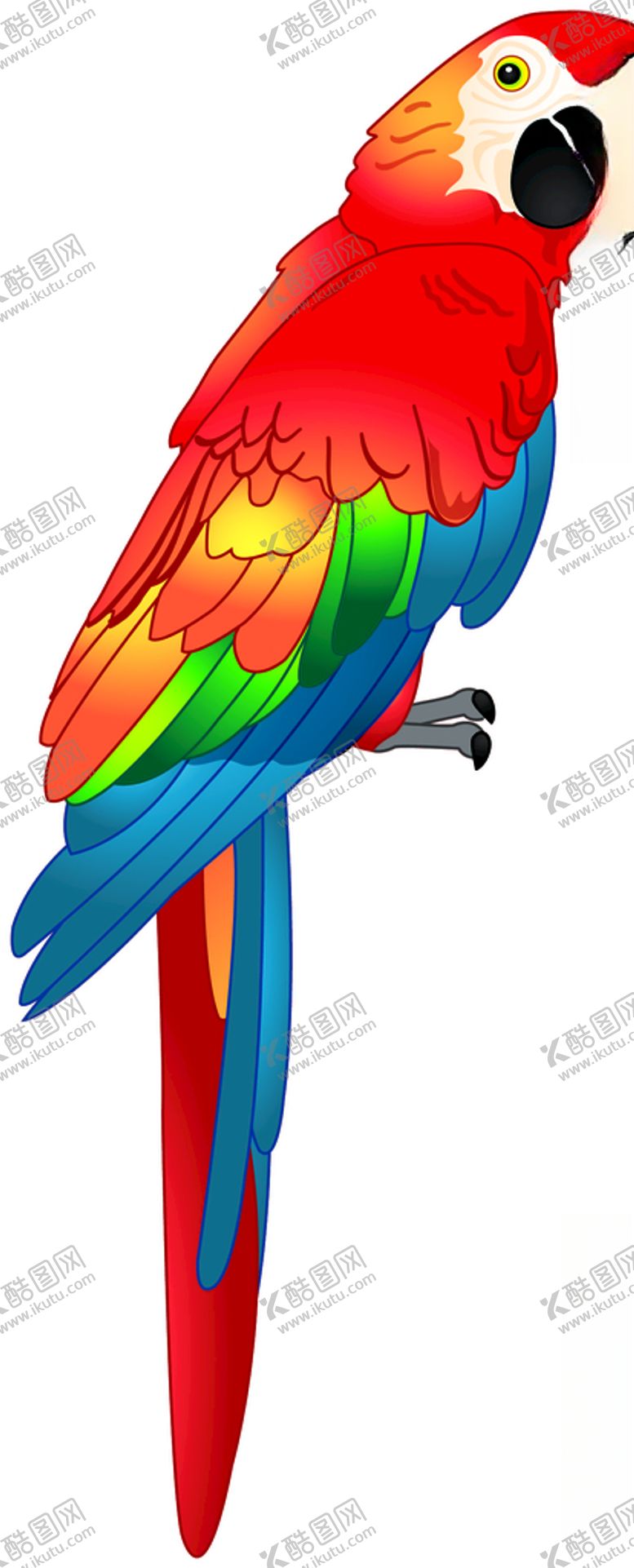 编号：84262309291756406294【酷图网】源文件下载-鹦鹉花鸟