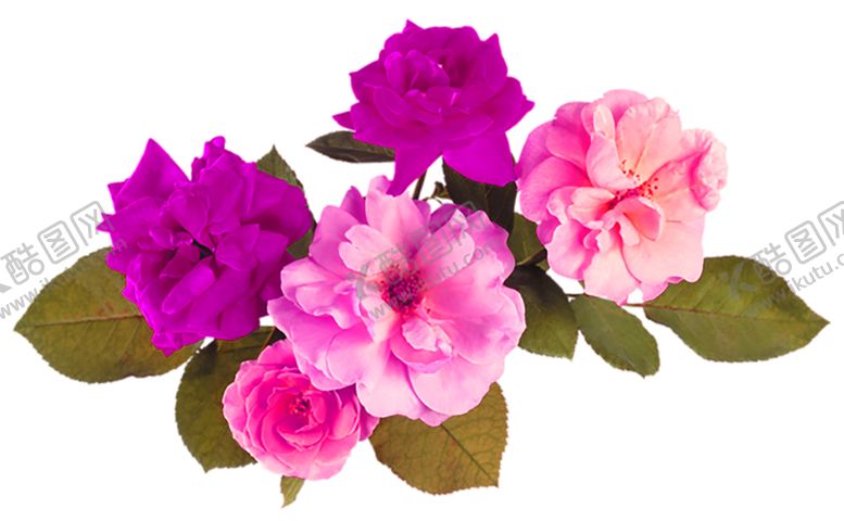 编号：58002609250506531429【酷图网】源文件下载-鲜花素材