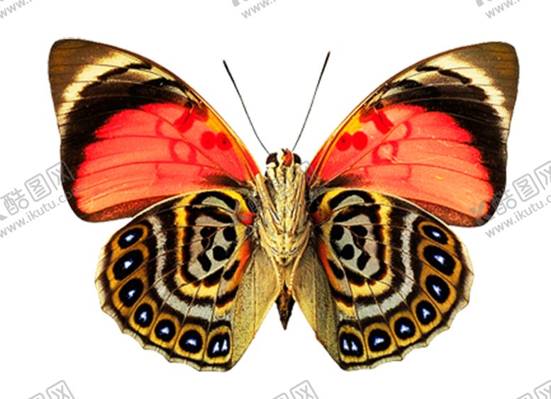 编号：48074109291016402073【酷图网】源文件下载-蝴蝶