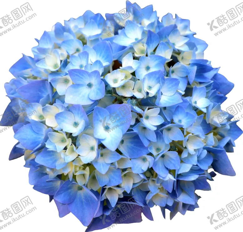 编号：98059206302051339210【酷图网】源文件下载-花朵