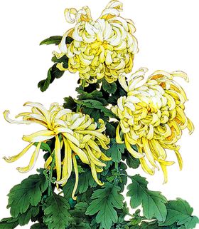 卡通手绘水墨菊花水彩花卉
