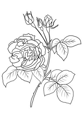 玫瑰花