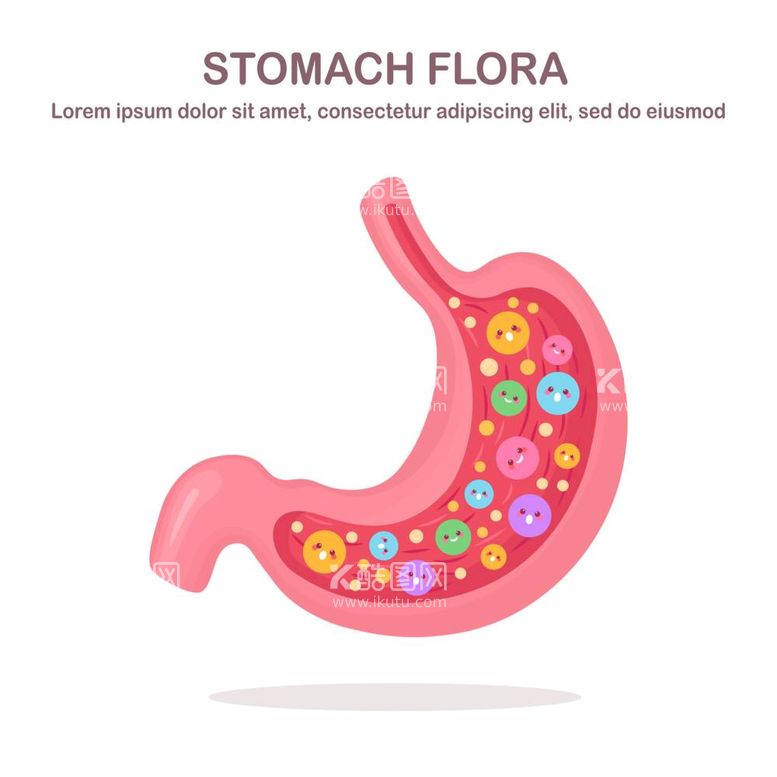 编号：40430311290351406870【酷图网】源文件下载-胃部益生菌