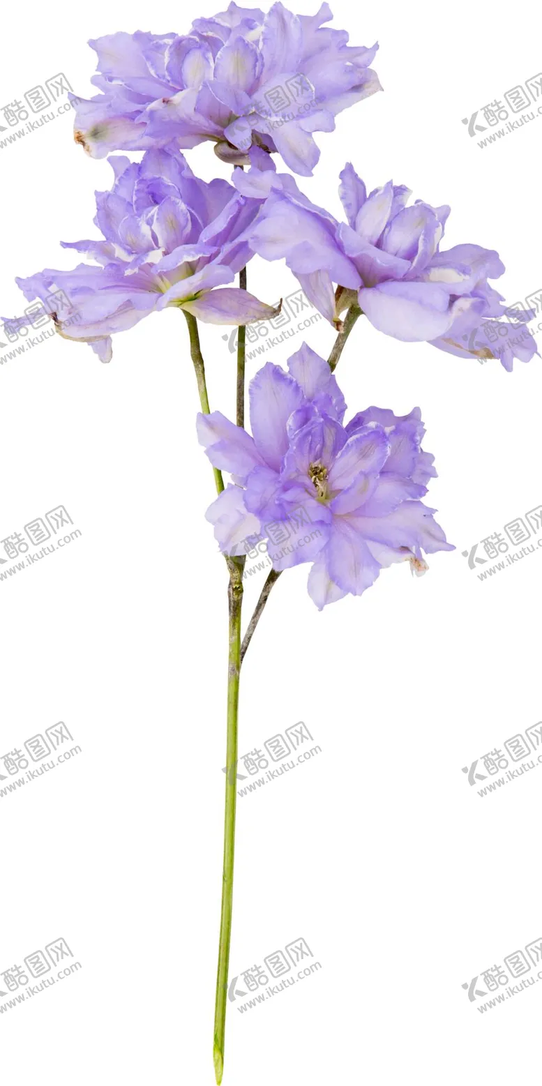 编号：18873711041822152247【酷图网】源文件下载-鲜花png 