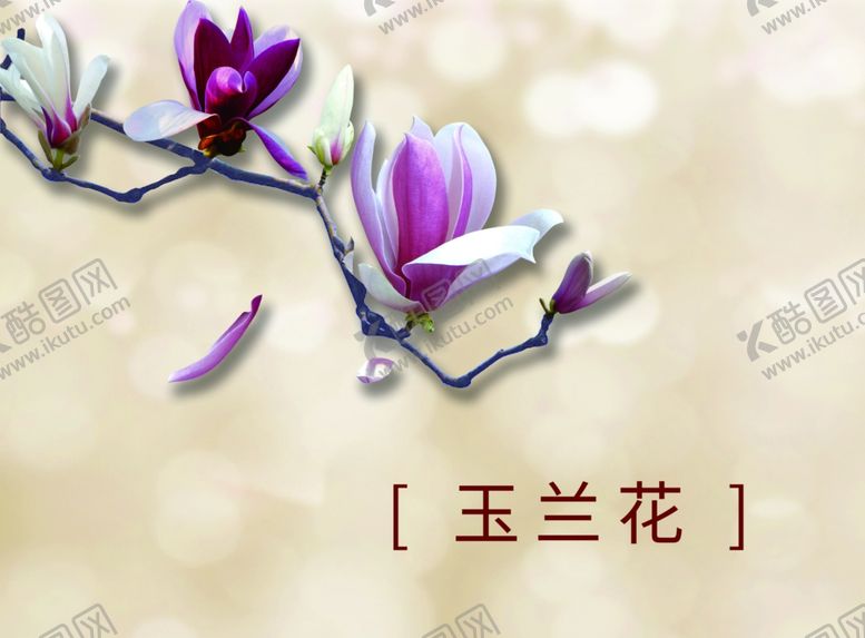 编号：56669601251511519401【酷图网】源文件下载-玉兰特写