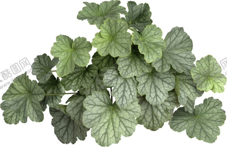 编号：52332610220301339252【酷图网】源文件下载-免扣植物素材