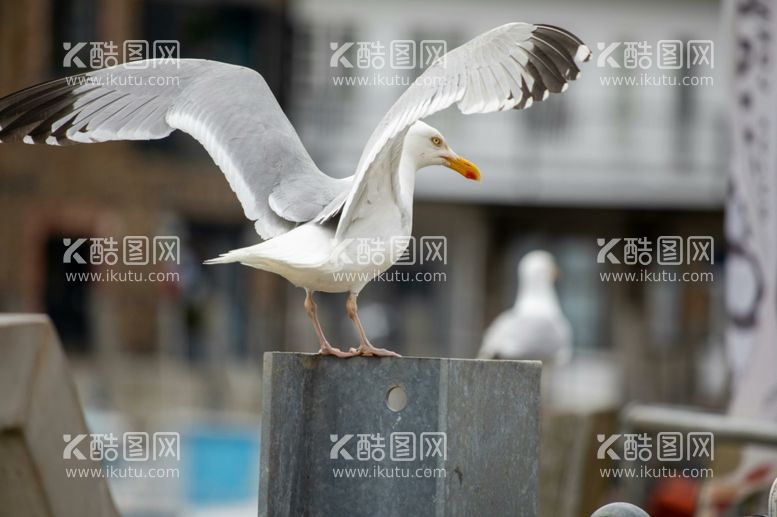 编号：41707512040331296866【酷图网】源文件下载-海鸥