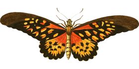 蝴蝶素材