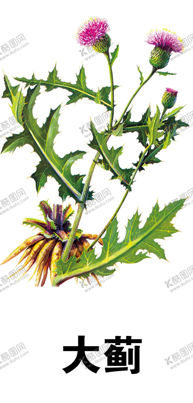 编号：34443803251036312761【酷图网】源文件下载-草本植物药材图片