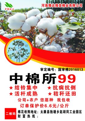 中棉所99棉花彩页