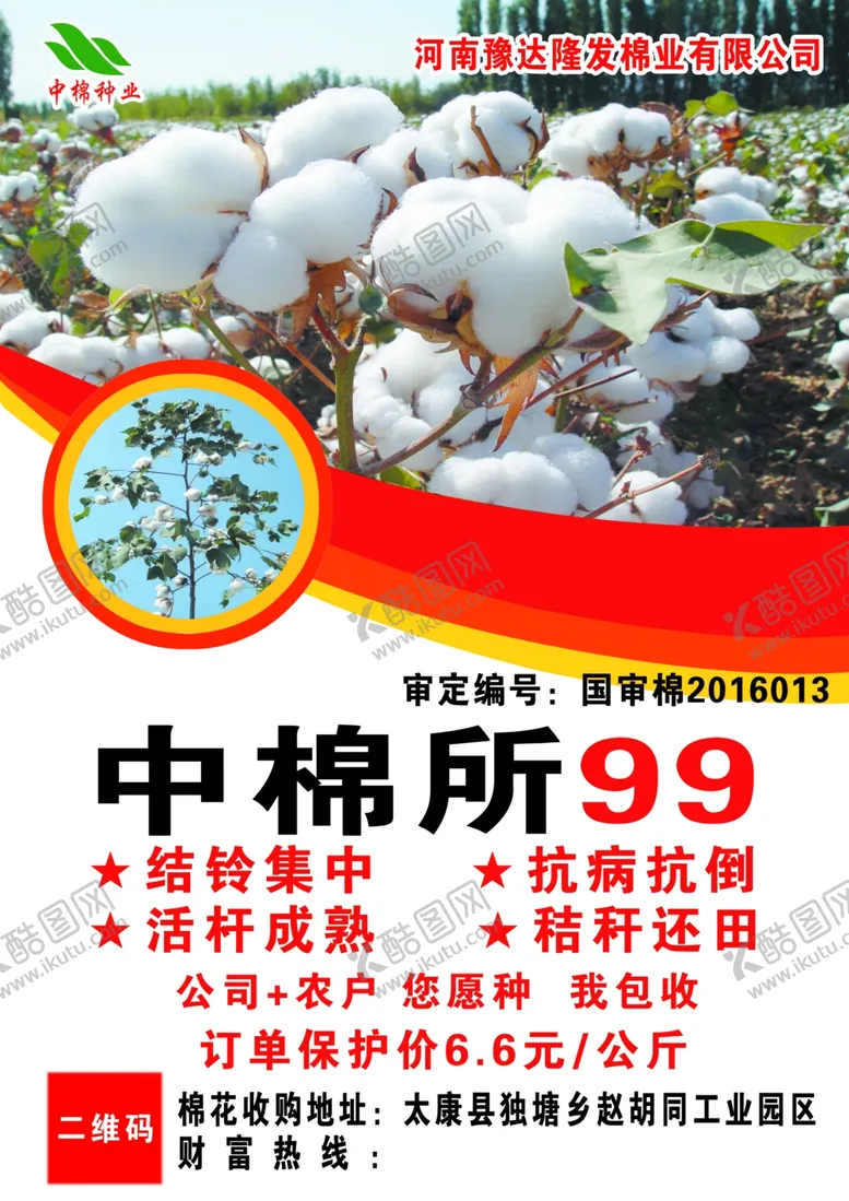 编号：97019709130150135224【酷图网】源文件下载-中棉所99棉花彩页