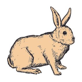 家养动物主题插画