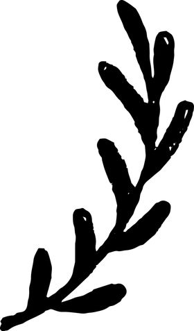手绘植物枝干