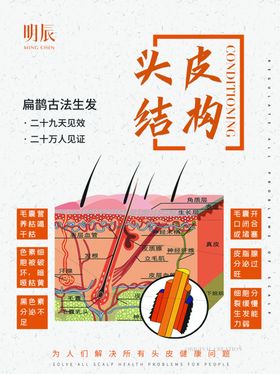 头皮结构