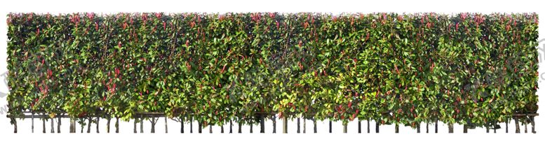 编号：36605111010112272650【酷图网】源文件下载-矮花卉