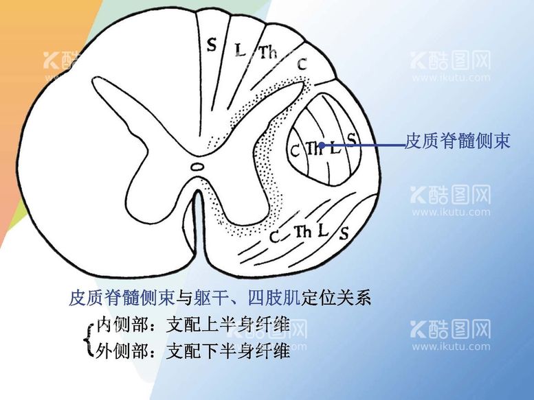 编号：95550612231222517014【酷图网】源文件下载-神经系统 