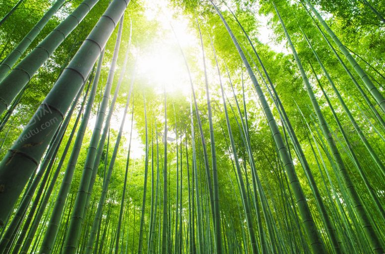编号：53328010082246185433【酷图网】源文件下载-竹子