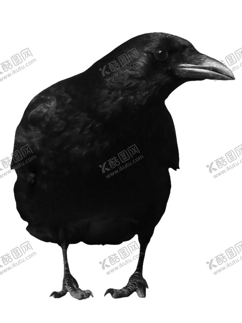 编号：97471605040013126096【酷图网】源文件下载-乌鸦