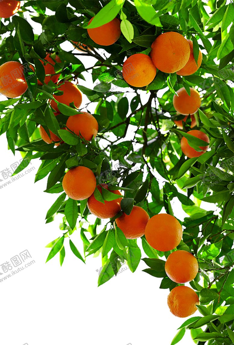 编号：38795310091139489190【酷图网】源文件下载-水果