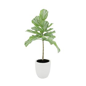 植被家居装饰简约海报素材
