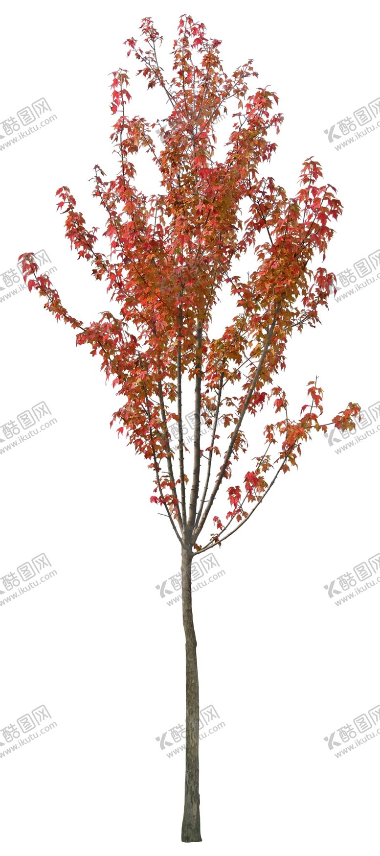 编号：64577610191208167719【酷图网】源文件下载-免扣植物素材图片