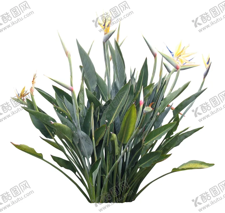 编号：56387806250307595385【酷图网】源文件下载-免扣花卉素材
