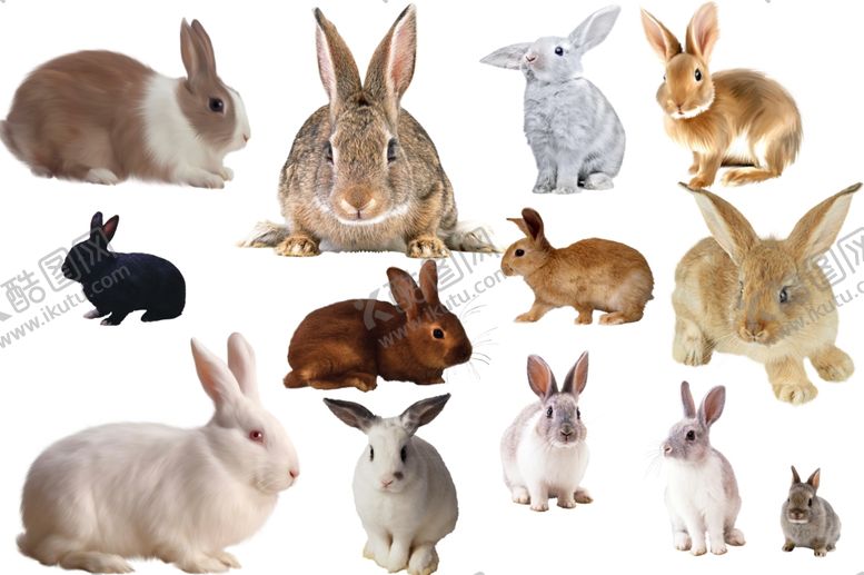 编号：23476811020216288276【酷图网】源文件下载-兔子