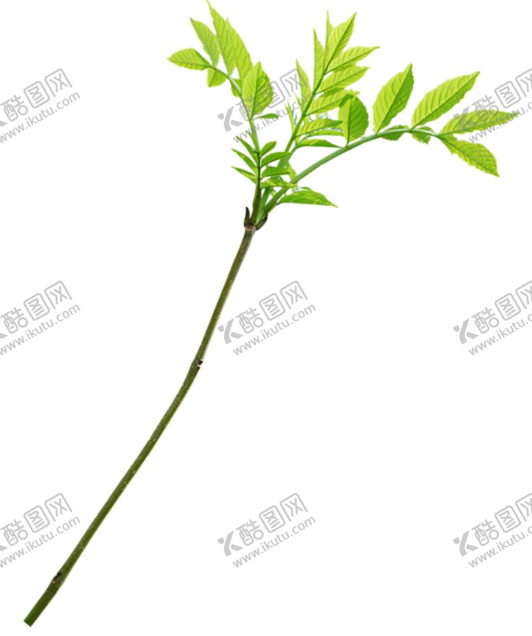 编号：16969409190611364973【酷图网】源文件下载-鲜花素材