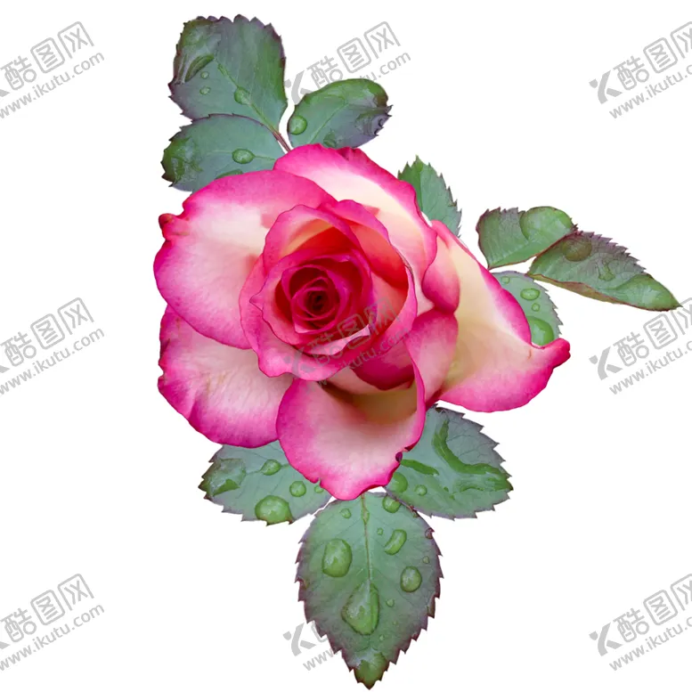 编号：39393701270023025207【酷图网】源文件下载-玫瑰花png素材