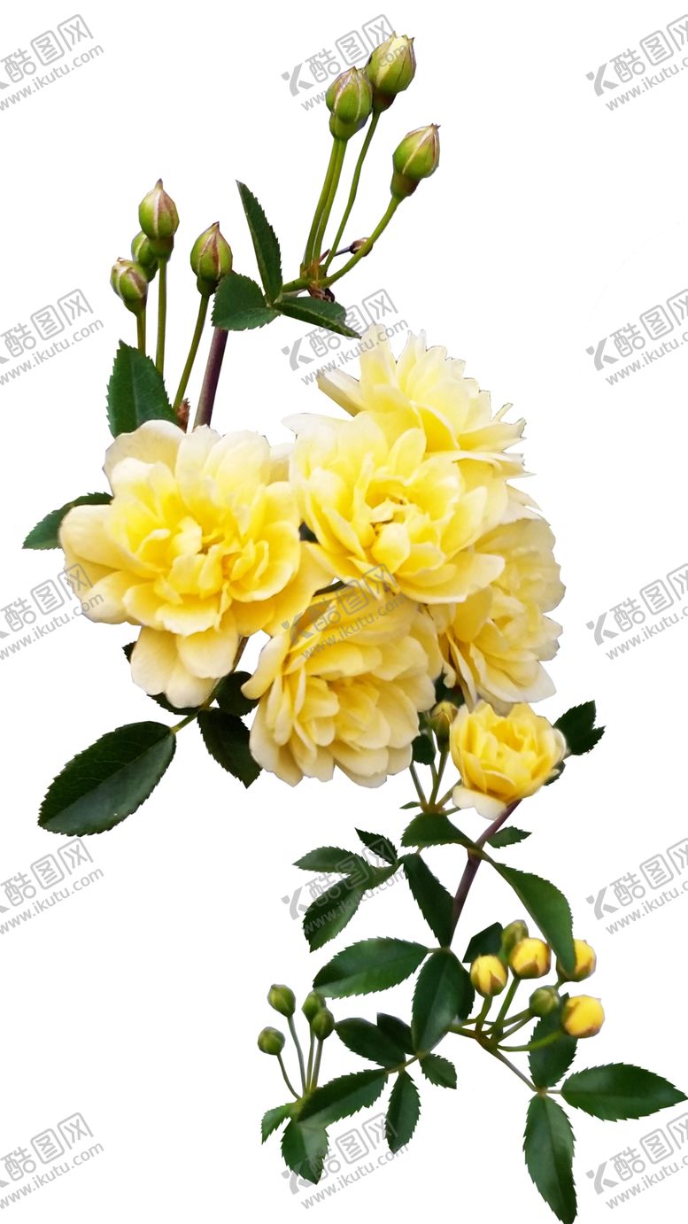 编号：86843302100435261206【酷图网】源文件下载-玫瑰花