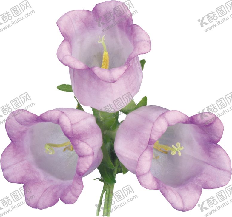 编号：30744510081403265510【酷图网】源文件下载-风铃草