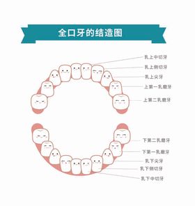 全口牙结构造图