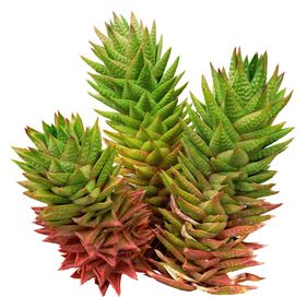 免扣植物素材