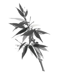 水墨竹子