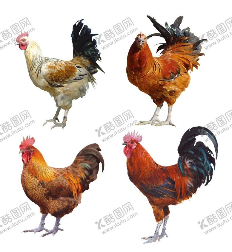 编号：67453209091439541490【酷图网】源文件下载-公鸡