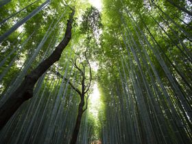 森林