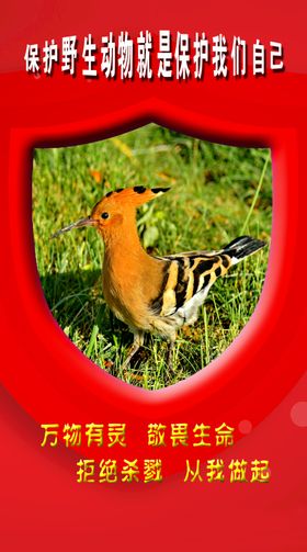野生动物宣传图片