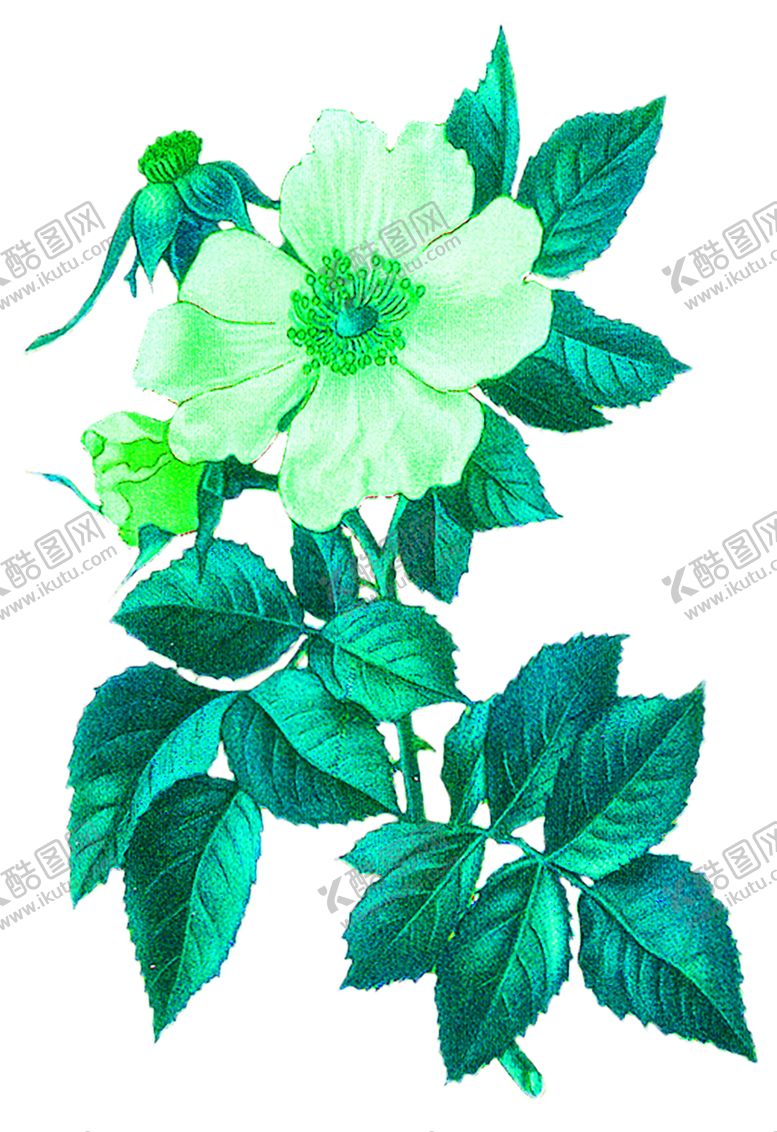 编号：60823010010220483326【酷图网】源文件下载-花素材