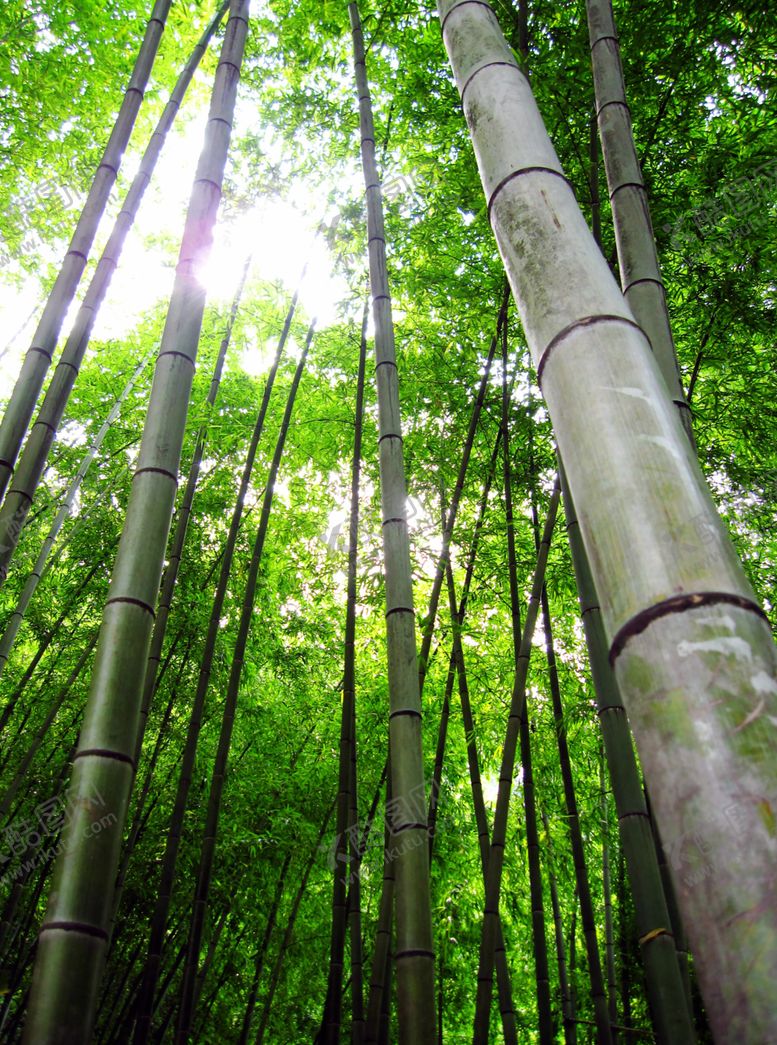 编号：98122910300105012827【酷图网】源文件下载-竹子