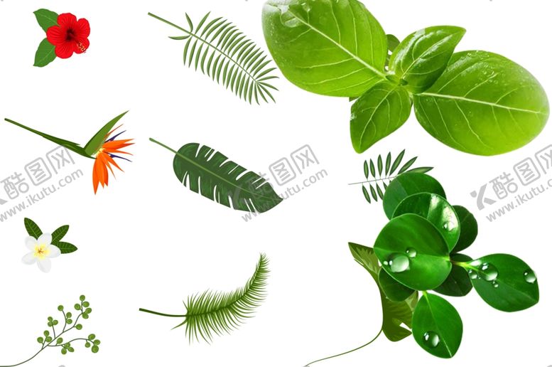 编号：51772809290453155161【酷图网】源文件下载-绿色树叶